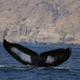 Illustration for article titled These Might Be The Loneliest Whales in the World